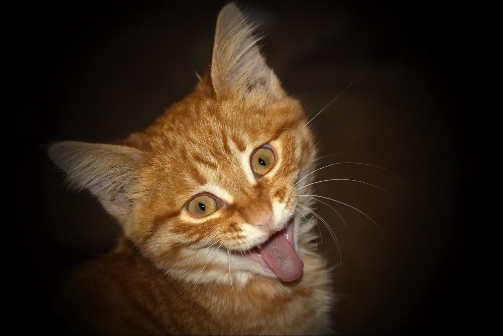 "Котэйнштейн"