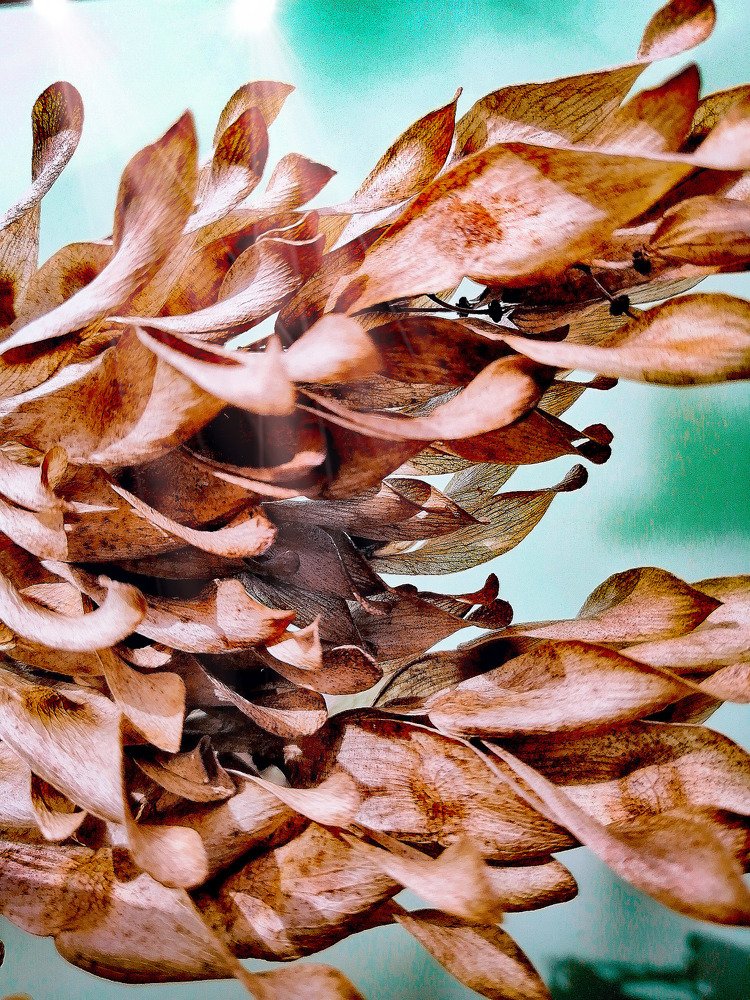 Leaves