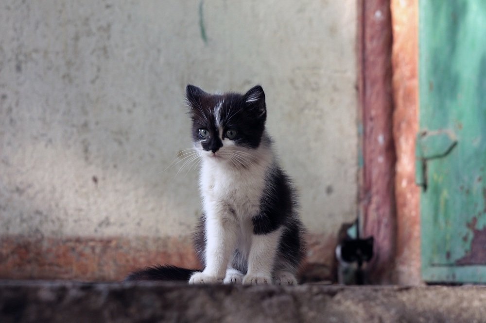 наблюдатель