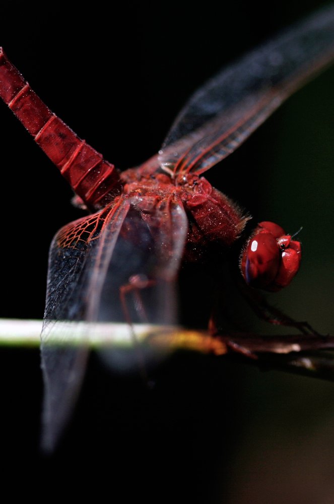 scarlet dragonfly