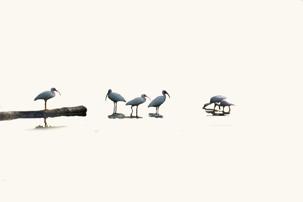minimalistics ibis