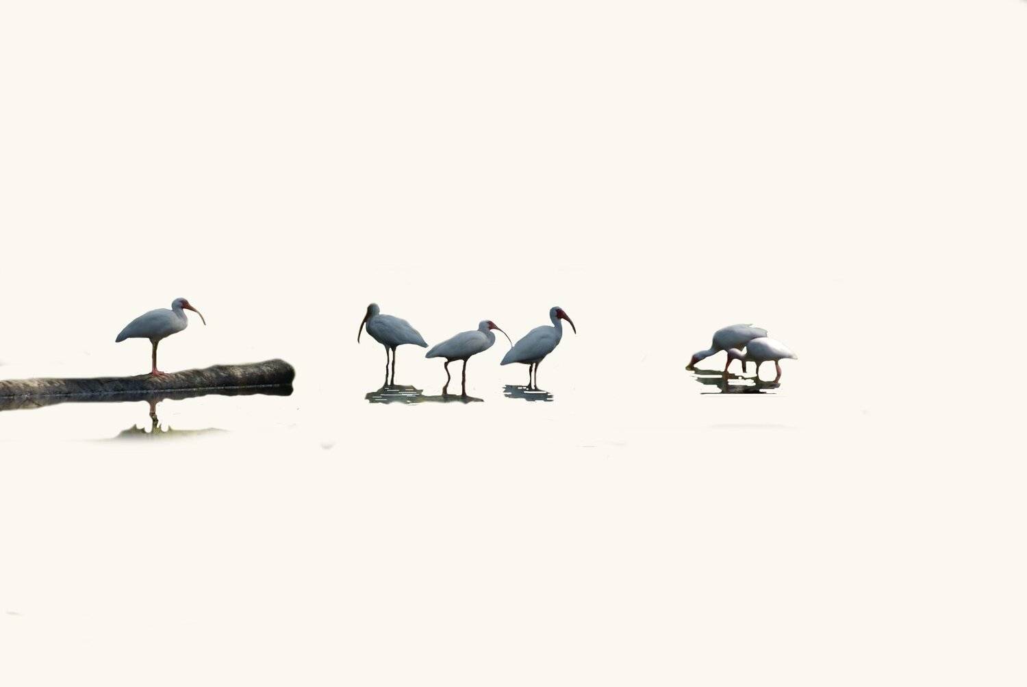 minimalistics ibis