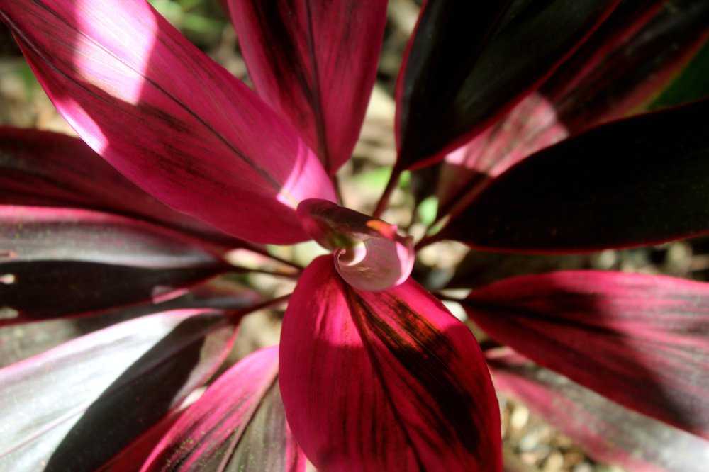 red leaves