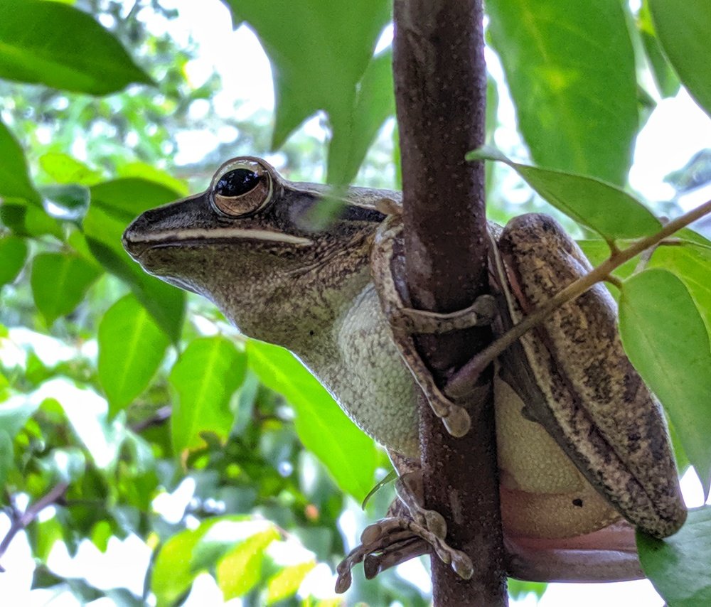 Macro Portrait of Fauna
