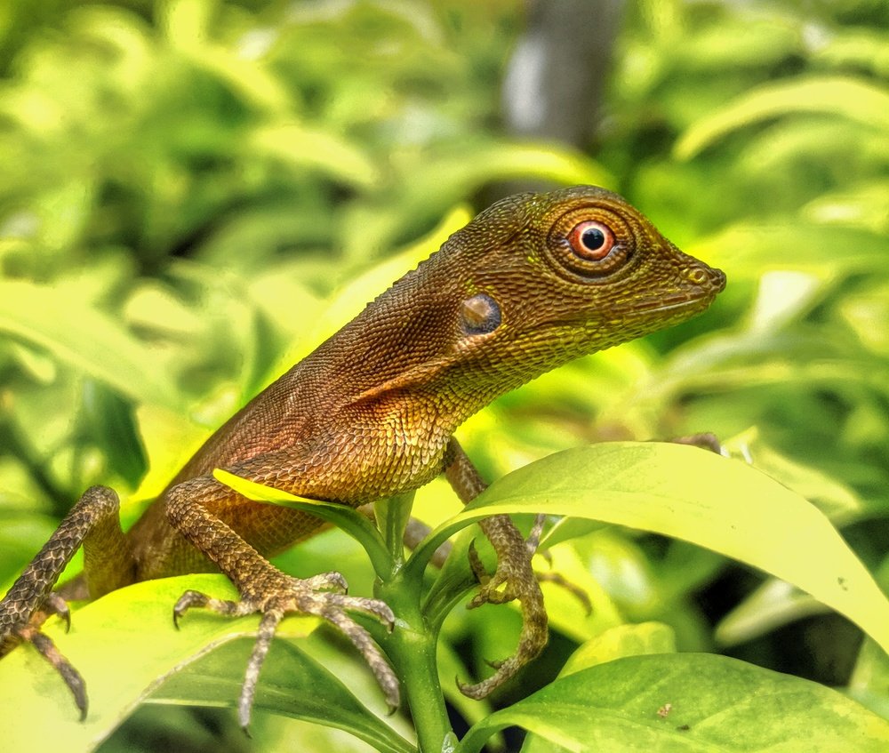 Macro Portrait of Fauna