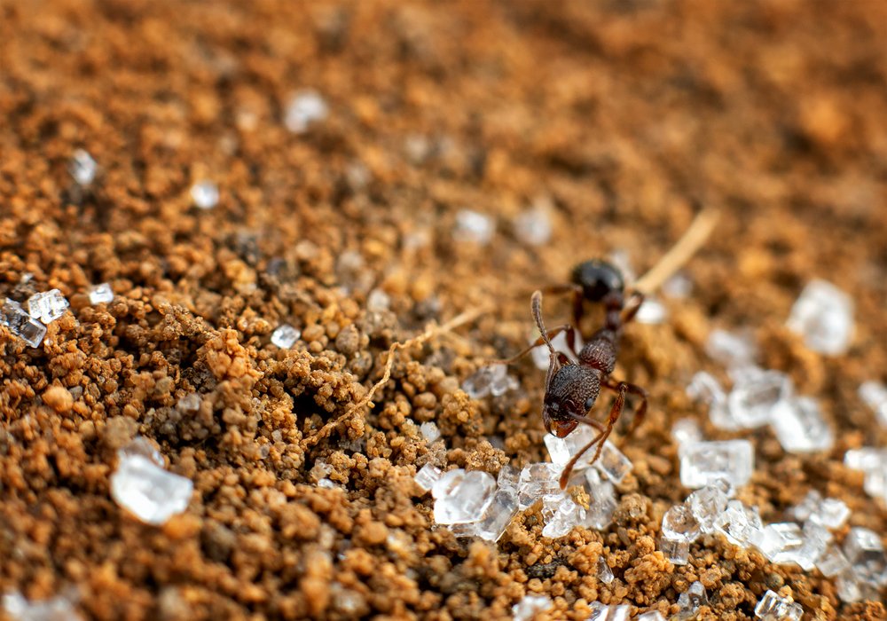 Северный муравей