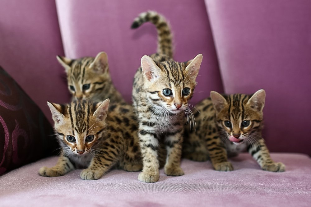 Photograph by Сергей Фомченков