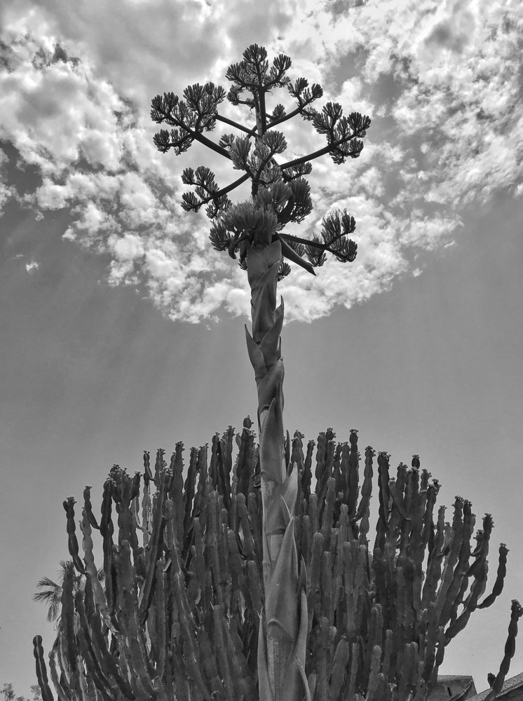 "Музыка сфер"