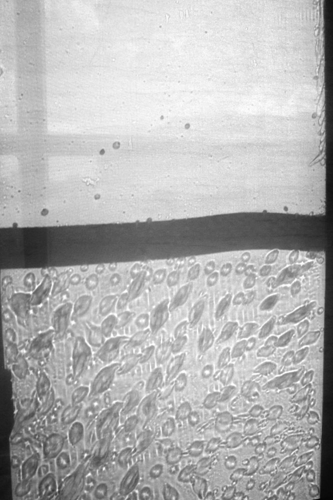 "Индифференция"