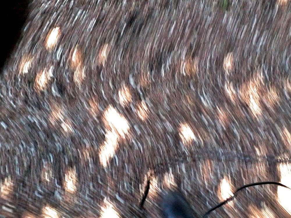 IN MOTION - NO EDIT