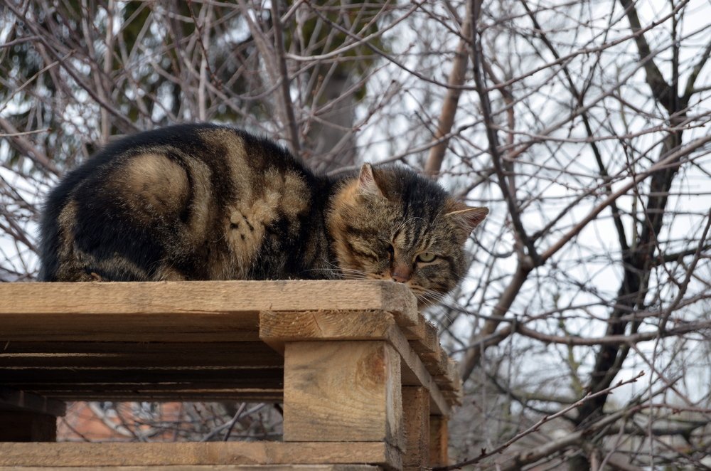 Старый бродяга