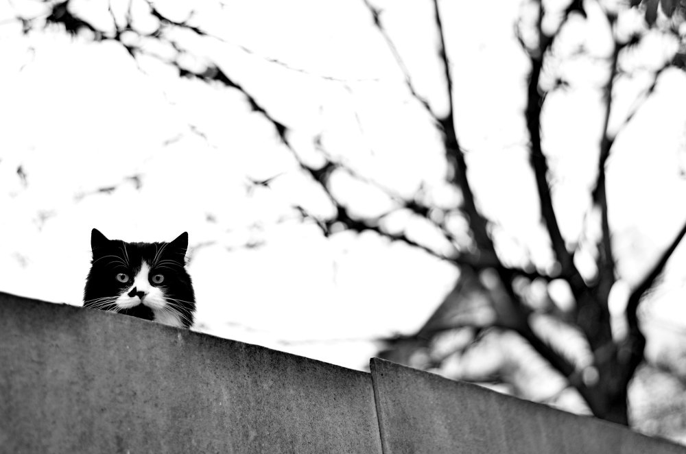 Эти глаза напротив