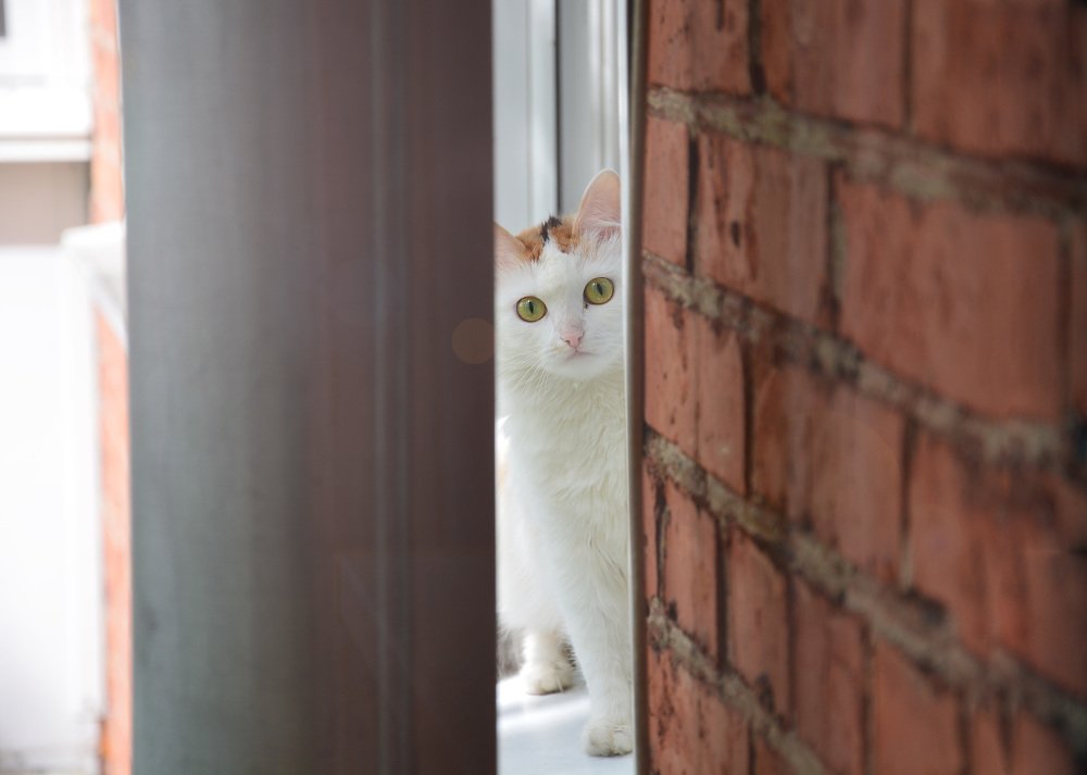 Наблюдатель