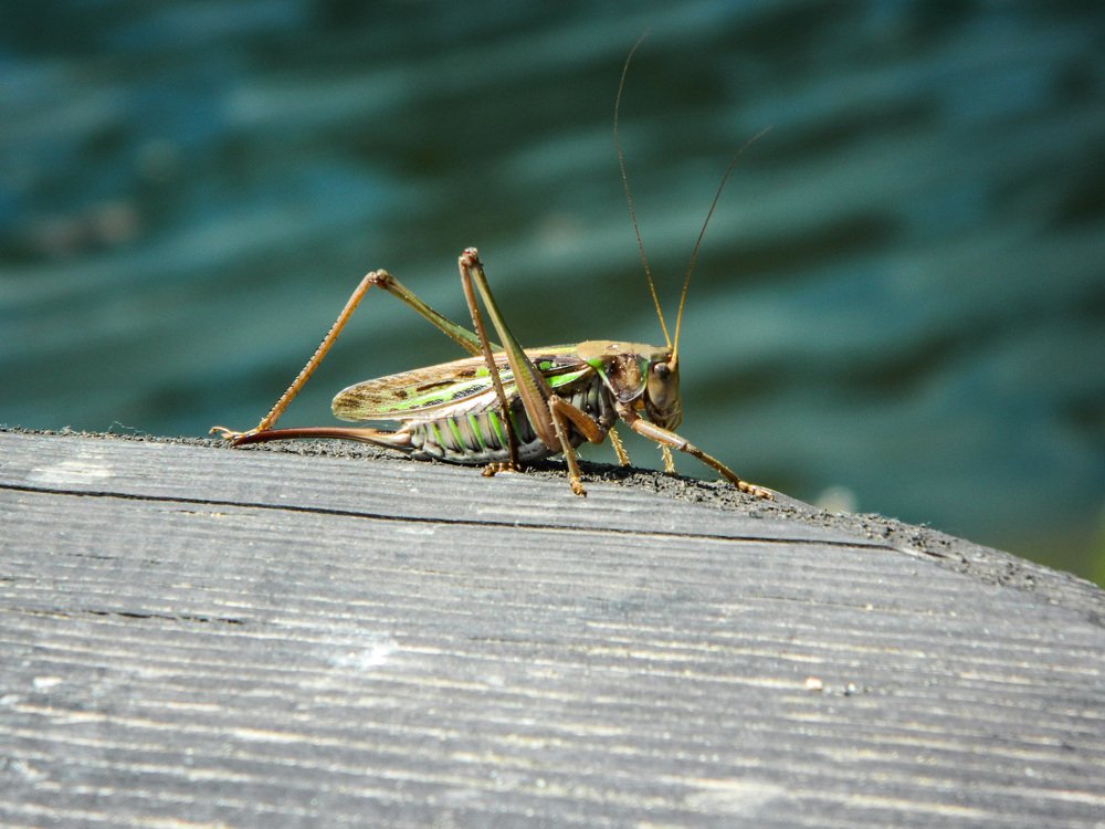 Неожиданные гости