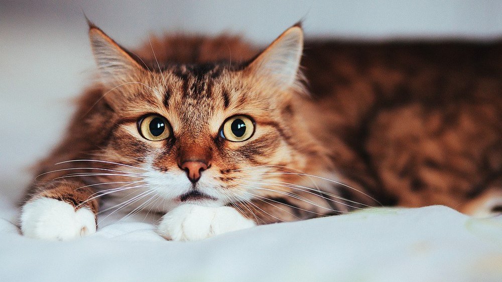 Photograph by Городничева Елена