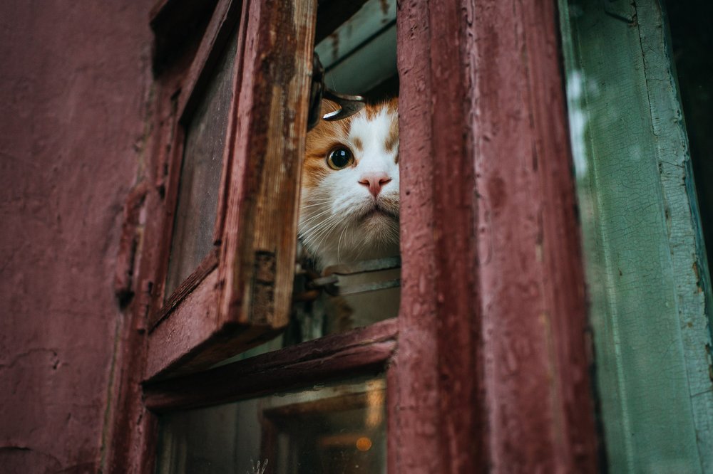 Photograph by Городничева Елена