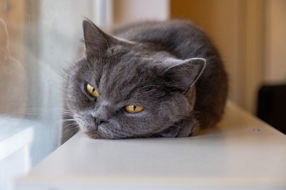 Домашняя мохнатость