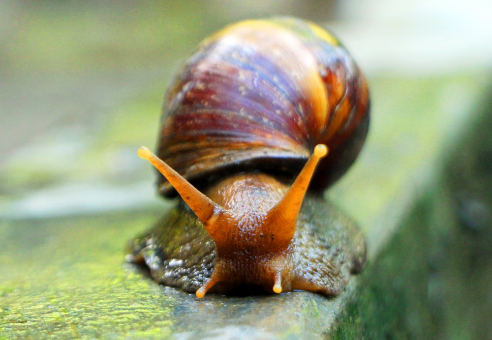 Snail