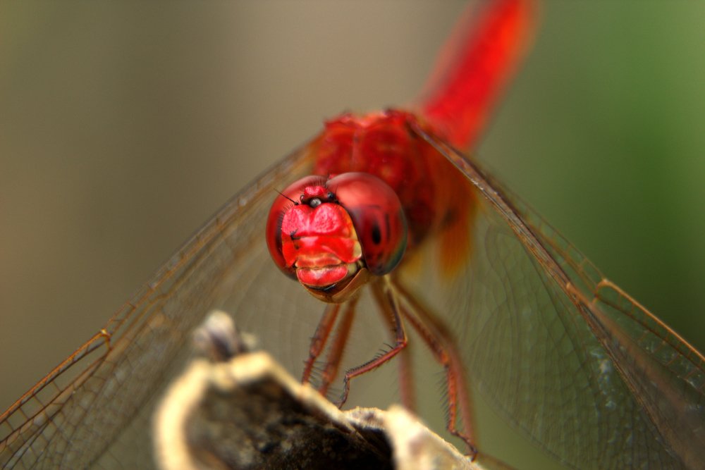Dragonfly