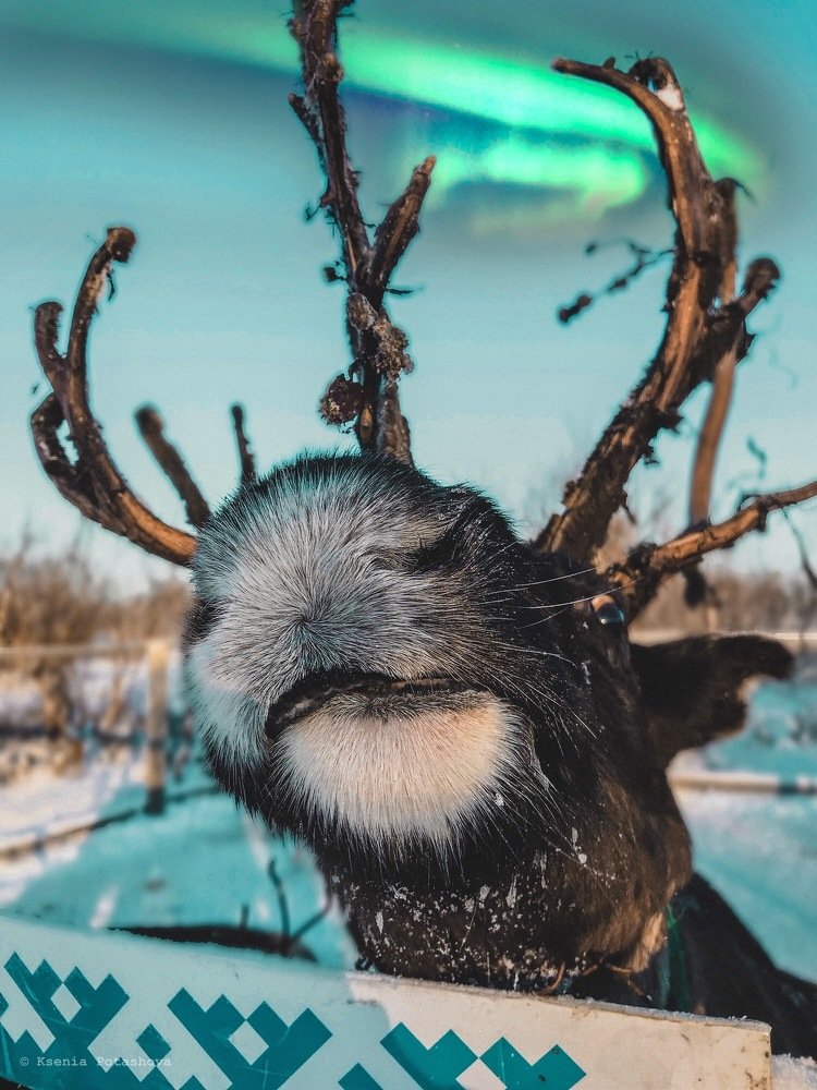 Крайний Север