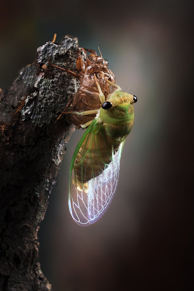 Рождение невесты