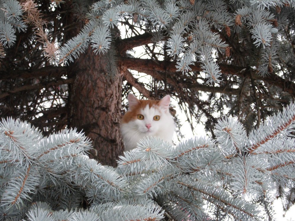 Кузьмич