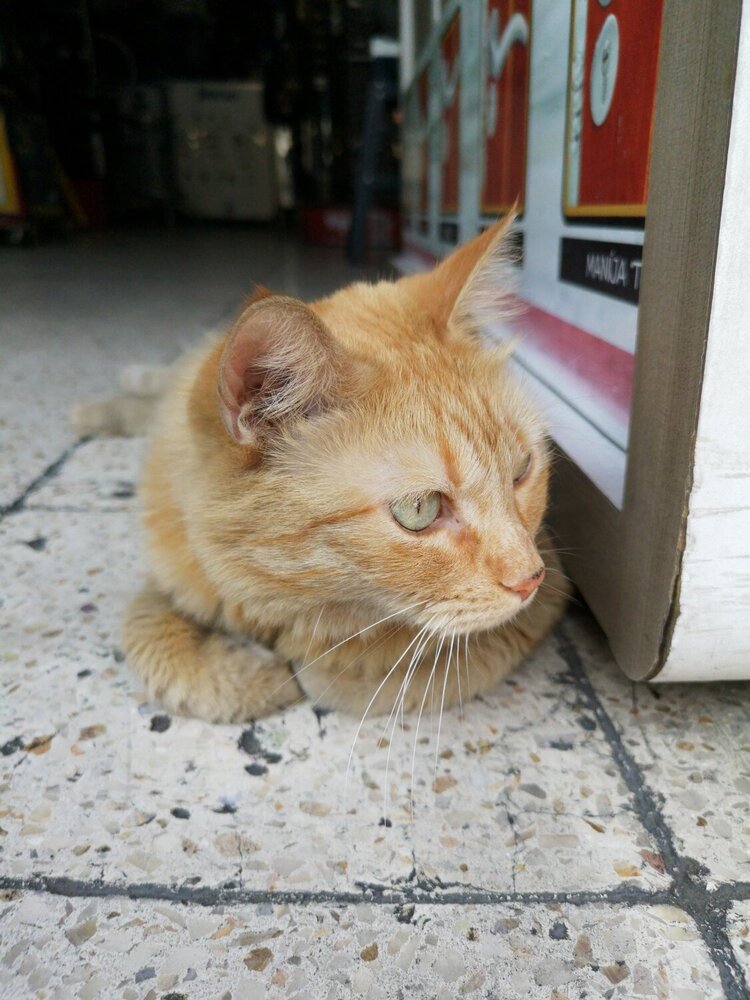 Un chat