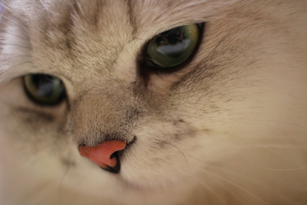 Кот