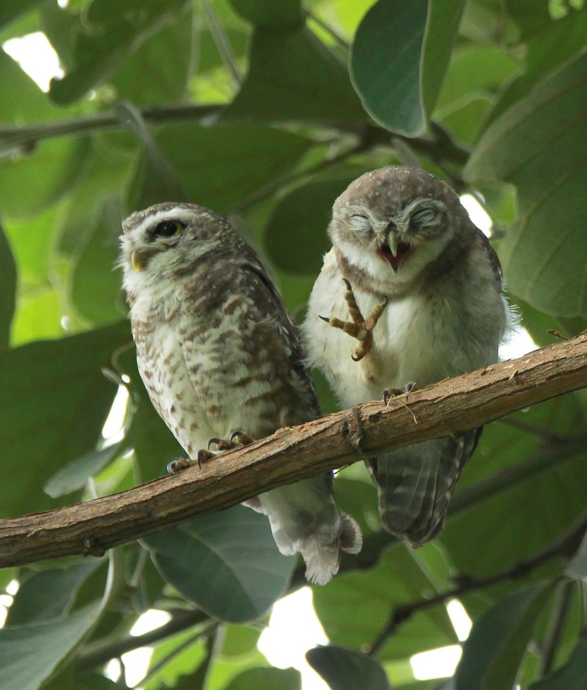 Spotted owlets.