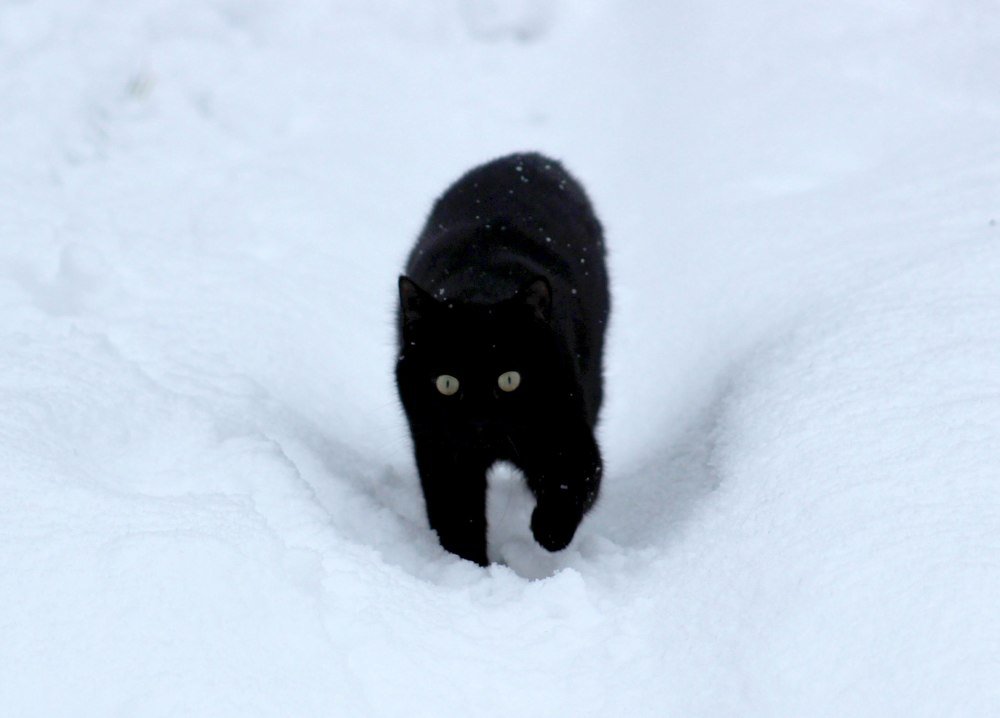 Чёрное и белое