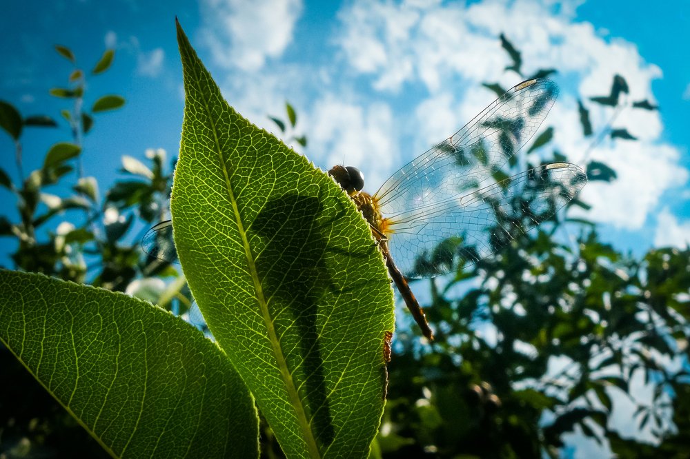 Dragonfly shadow