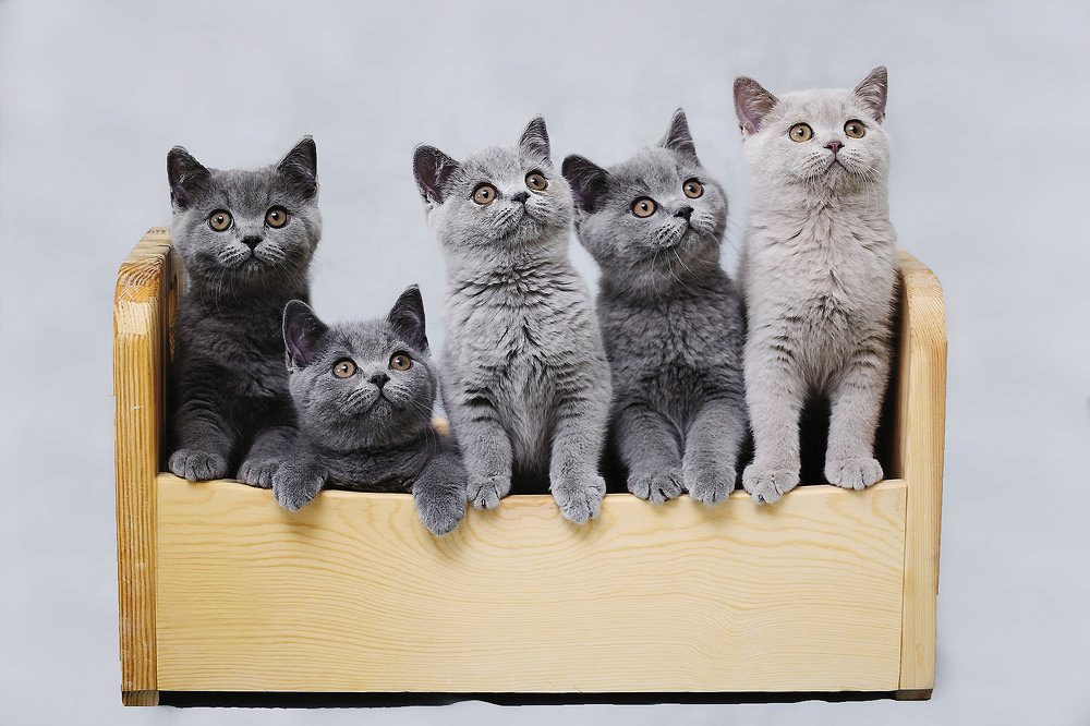 Британская компания