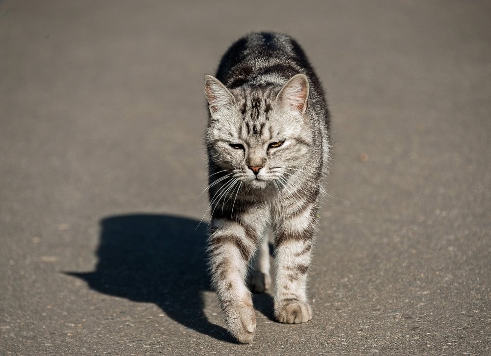 Impressive gait of a cat who knows his worth