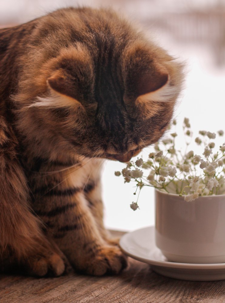 Photograph by Елена Никишина