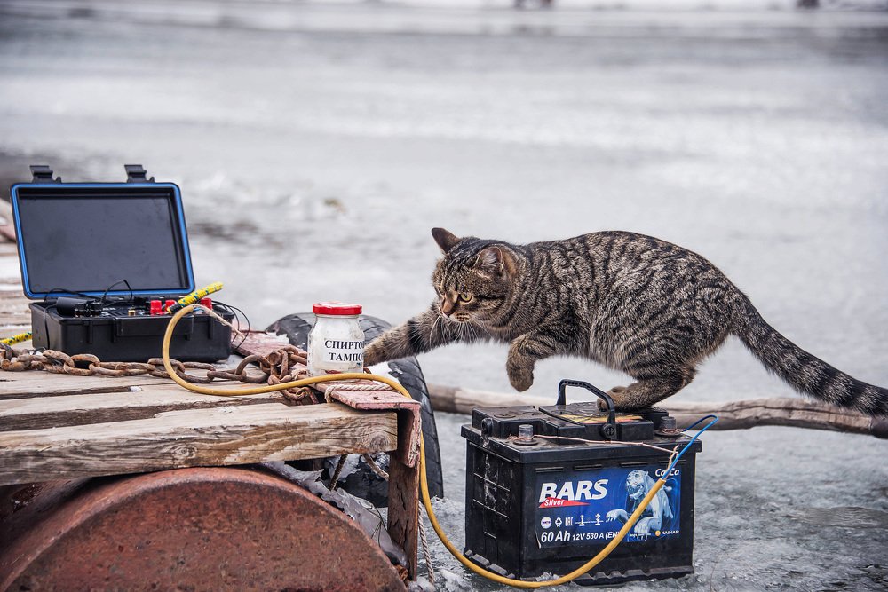 Какой кот не хочет стать барсом
