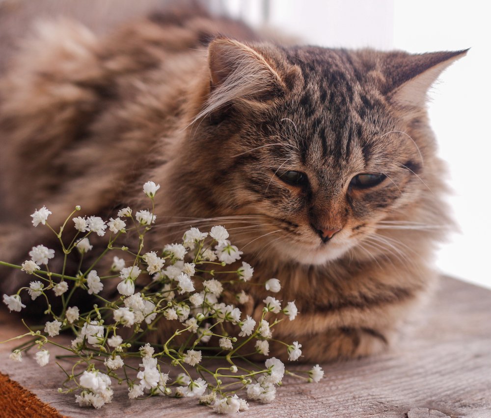 Photograph by Елена Никишина