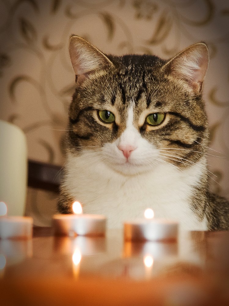 Зачарованный Кот