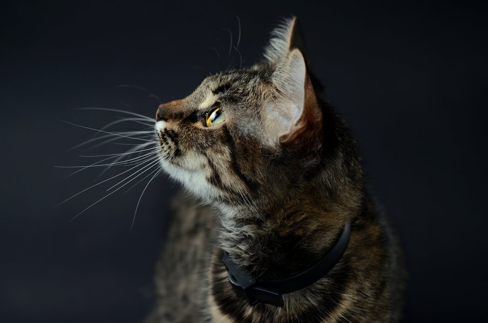 Photograph by Анна Айбетова