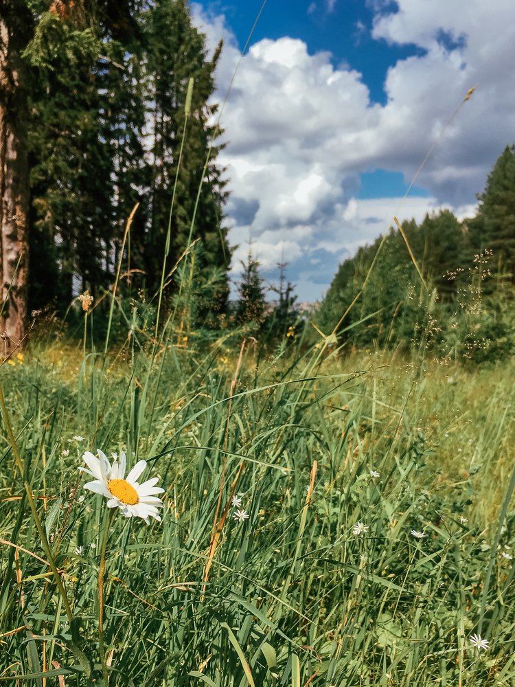 Летний день