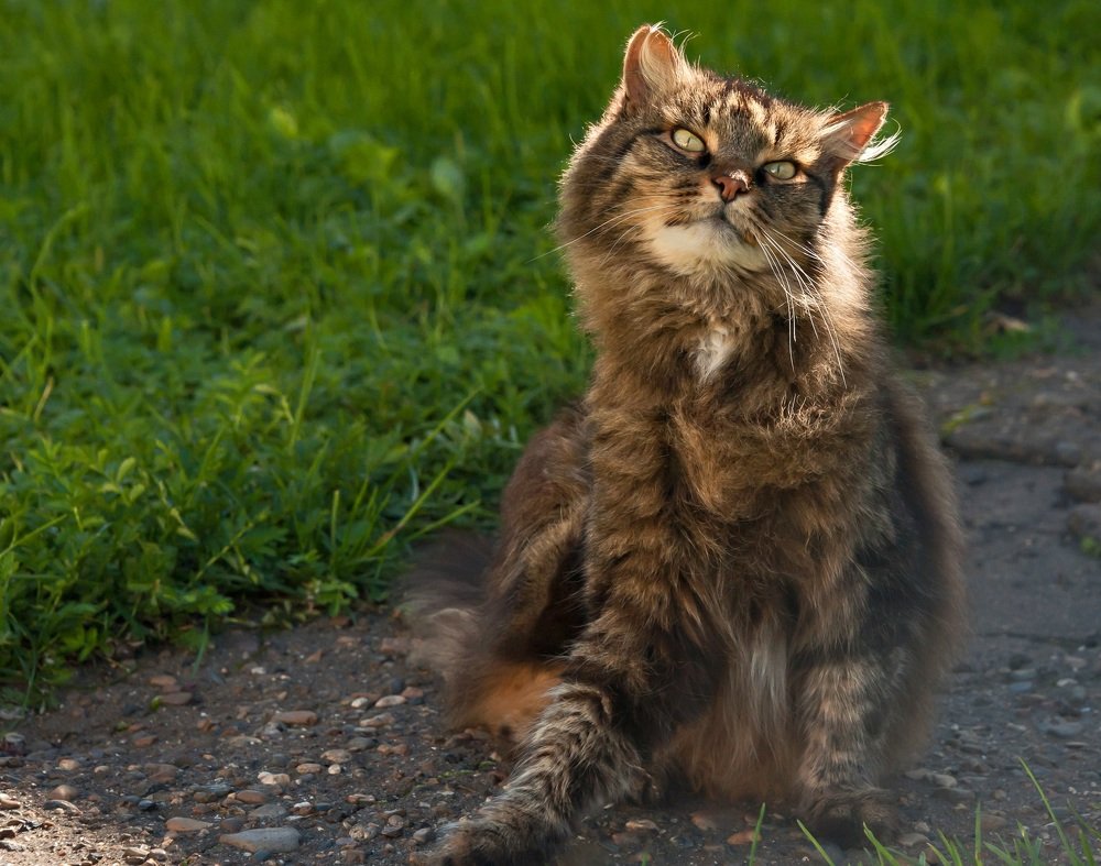 Кошка из Тутаева.