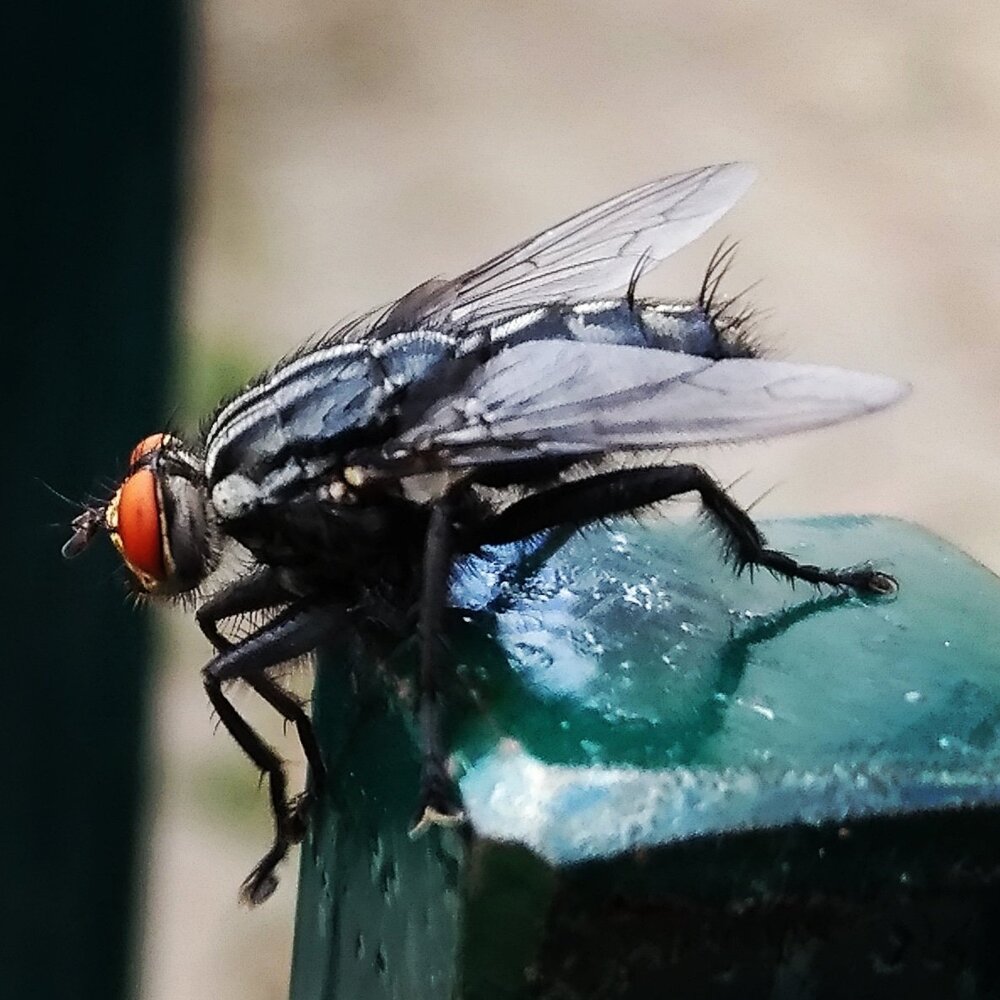 Fly