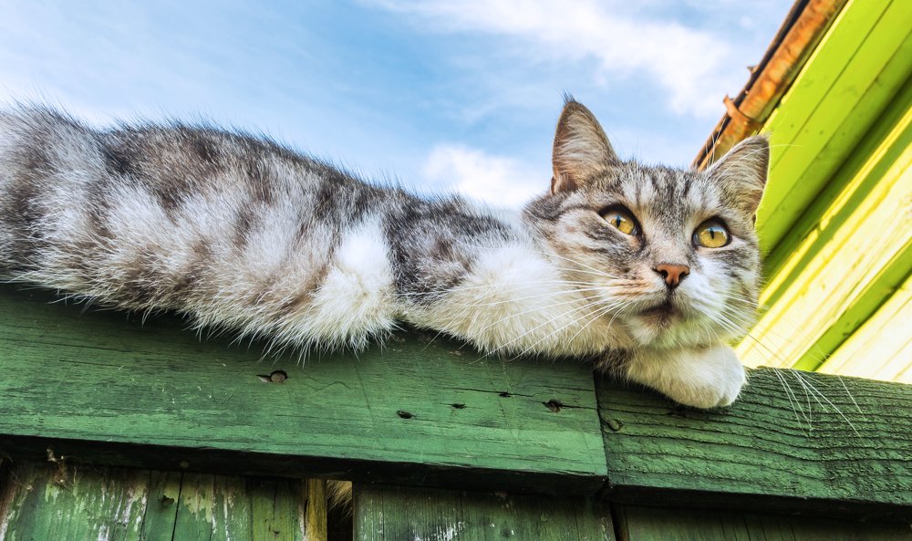 Сидела кошка на заборе...