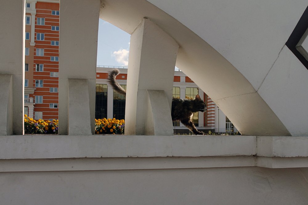 Кошка, гуляющая сама по себе