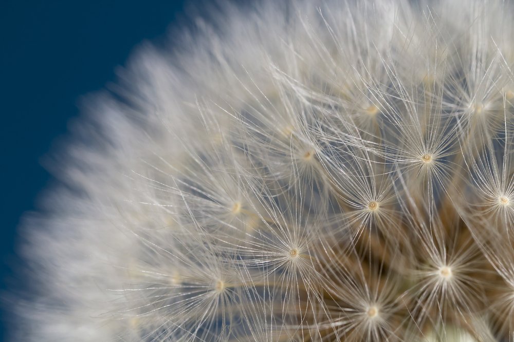 Dandelion