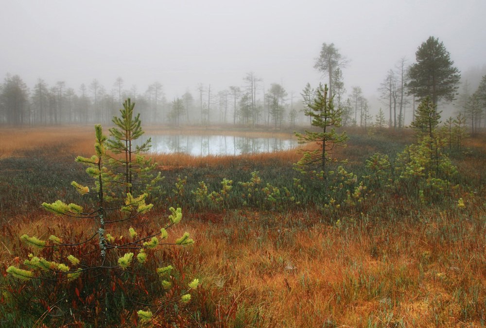 Утро на болоте