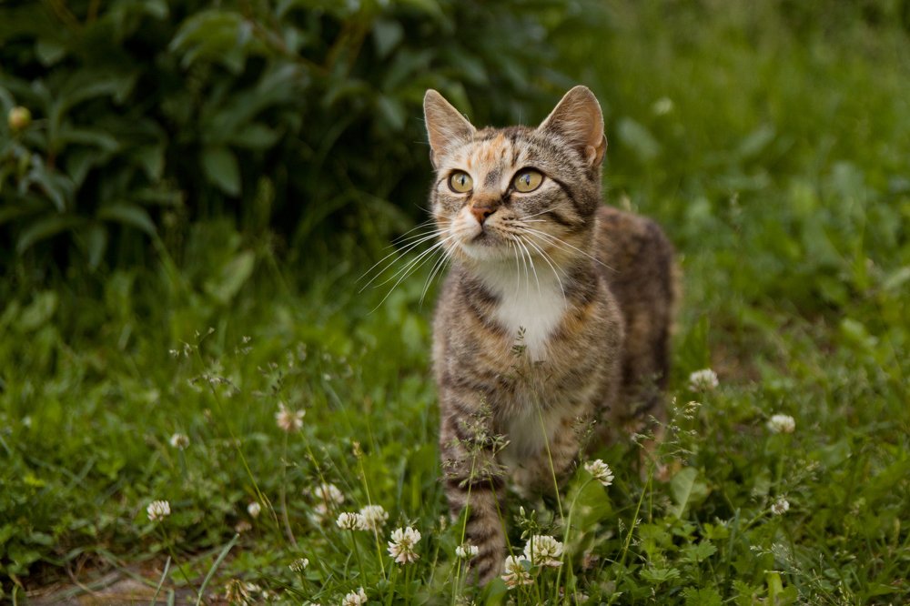 Фотография автора Гудкова Светлана
