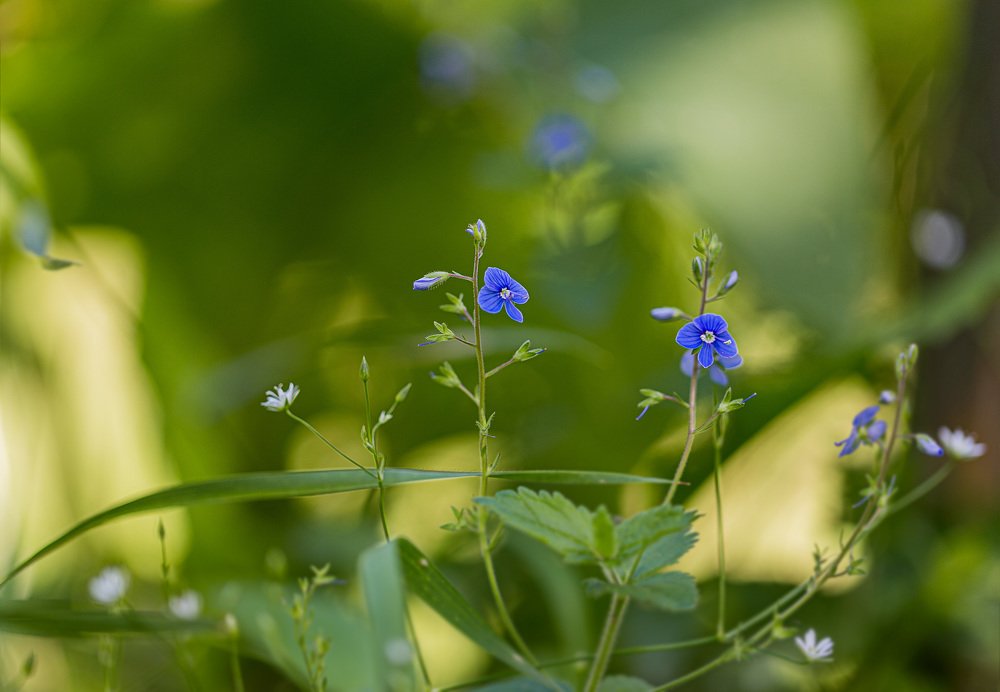 Май, цветение...