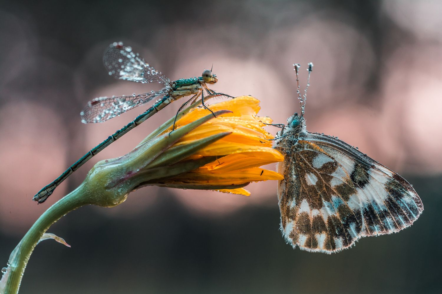 Утро на цветочке