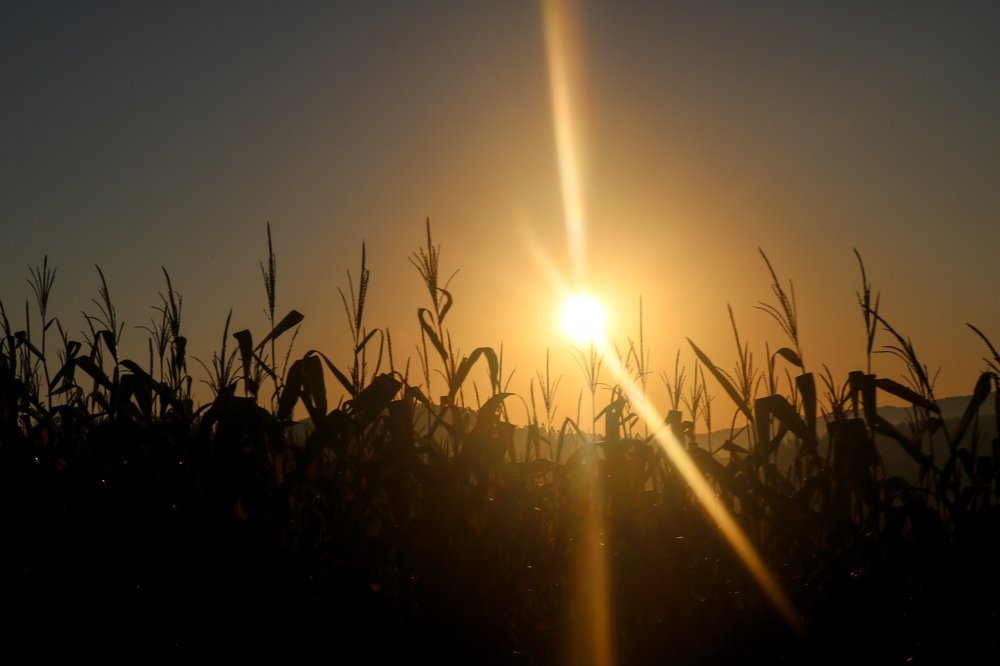 Nascer do sol no milharal