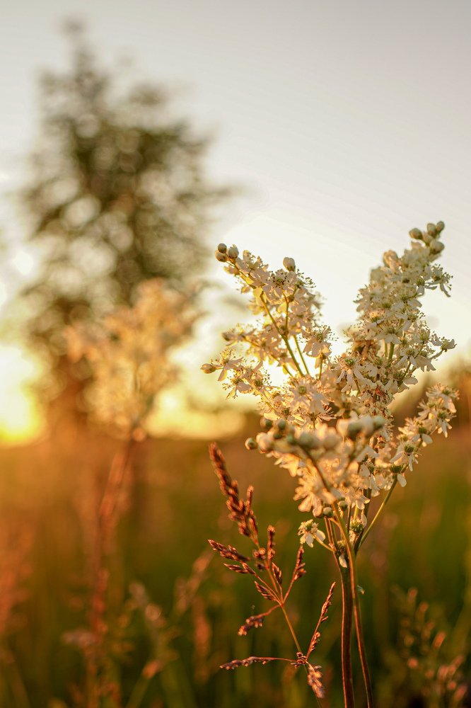 Закат на цветущих лугах
